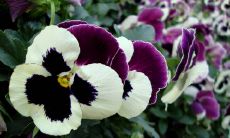 根据出生日期，揭秘虎宝宝的命运：你知道正月初一出生的虎宝宝是什么命吗？