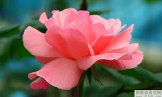 盛装2022年壬寅虎年乙酉日柱的人姻缘格局究竟会有多强？