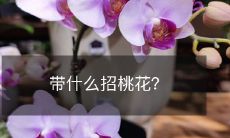 多种自然才能带来您想要的桃花缘:推荐使用这些技巧助您在爱情生活中称王称霸