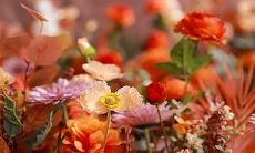 哪些星座永不放弃梦想,始终坚持勇往直前?