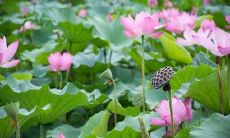 2020年农历十月十二出生的宝宝的五行属性如何,是否存在五行缺失导致命运不佳的可能性?