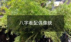 通过八字推断配偶外貌特征:了解八字命理,准确描绘你的另一半的相貌特征