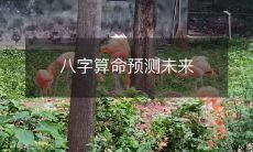 使用八字算命技术,展望个人未来发展的预测与分析