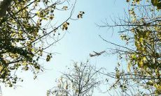 探究松柏木命的定义以及与其相关的个人特质，从而探讨松柏木命的性格优劣势