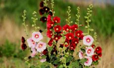 建禄格和阳刃格合作:是否能成就更高辉煌,配合默契步步为营,实现优势倍增?