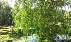 探究2020年农历九月二十九出生宝宝命运优劣以及可能存在的五行缺失情况