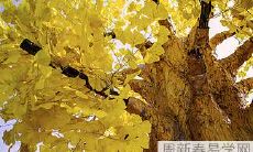 沙土和天火:探究其夫妻关系的互动和影响