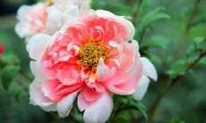 女性命格体弱杀旺不利事业,幸福感指数低落