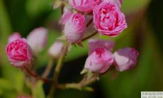 2022年丙戌日柱的人的桃花运是否会表现得更为强劲？