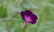 八字命盘之中,究竟是哪些年份出生的人属于水命人?