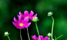 正月初一出生的女性的八字如何影响她们的命运和人生道路?