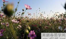 探究食神格的意义与影响:揭秘食神格男性命运的婚姻运势表现