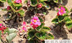 羊刃命女性需警惕桃花劫 重重婚姻磨难与情感困局