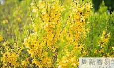 羊刃格的人和七杀组合的婚姻,是否能够带来幸福呢?