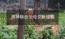 如何通过神联合父母爻来确定婚期?