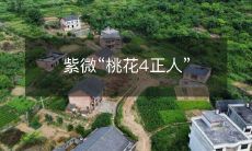 紫微神数中的“桃花四正人”,代表着什么意思?