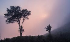 在阳台中使用的风水布置的摆件种类有哪些可以考虑?