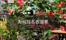 为什么在各种场合中，姓名都显得非常重要，并且在很多情况下也是至关重要的一个因素？