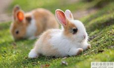 在2022年，2011年出生的属兔孩子的健康运势如何？