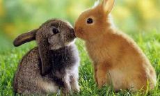 详细对照表：2020年属兔人的年龄对照表，查看今年多大以及生肖属相为兔的人的年龄计算方法