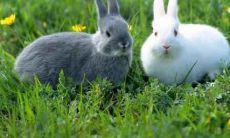 具体来说，属兔男人在感情方面有何特点和倾向？