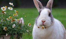 属兔人的养植指南:十种旺财植物,让你轻松赚大钱!