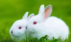 1987年出生的兔子座人在2020年的运势和事业发展情况预测