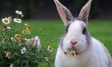 探究：1963年生肖属兔的财运如何？兔年出生人的正财方位在哪？