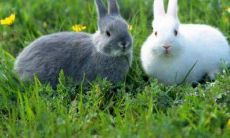 风水咨询：如何化解2021年刑太岁对属兔人的不利影响？建议佩戴转运饰品来增强守护力！