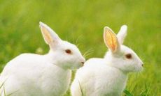 探究生肖兔出生于寅时的命运如何，并分析哪一年的兔人生肖最为有利