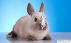 完整解析：根据农历1987年属兔的男性在2022年虎年的运势，包含详尽分析和推断