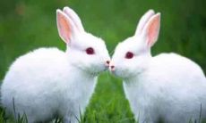 2020年属兔人的年龄对照表,想知道属兔的你今年多少岁吗?