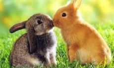 1987年出生的属兔人有多少个孩子?87年属兔父母的子女的命运探究