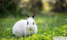 属兔人如何应对2022年3月的运势?解析生肖兔在2022年3月的运程状况!