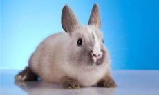 87年生肖属兔人，你们在2021年的偏财运势如何？