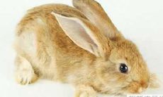 生肖属兔:在新年里是否会经历感情上的藕断丝连,与前任时光难舍?