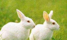 2021年5月出生的属兔人,是否具备更高的桃花运成功率?