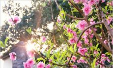 2019年你是否错失追逐桃花的良机?