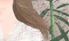 为什么巨蟹座会失去爱情？探究背后的原因及可能性