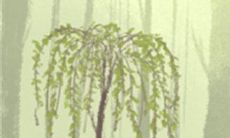 时的反应:探索巨蟹座星座的情感深度和应对策略