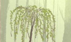 白羊座星座人士在面对冰桶挑战时的反应及其心理变化