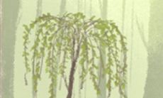 当天秤座遭受“冰桶效应”的心理反应：如何面对突如其来的考验？