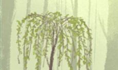 金牛座如何应对冰桶挑战？