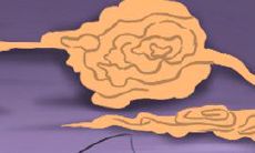 狮子男最希望与哪个星座女性发生性关系?