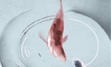 揭秘巨蟹座：探讨这个星座个性中类似于疯子的特点