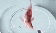 双子座狂热个性中的疯狂表现之处