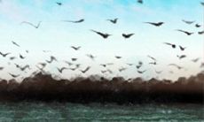 多样化的血型养生饮食:个体化定制的最佳菜谱建议