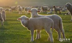 属羊人适合哪些行业发展？一碰即发的职业规划建议；水瓶座人天赋有何特质？推荐适合发挥才能的职业建议