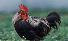 如何通过夫妻星八字推测属鸡男命中的情人以及他们的配偶相貌?