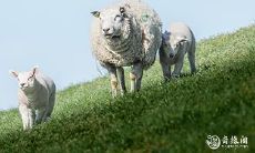 如何应对属羊人命最差的农历月份——二月羊跑断肠?